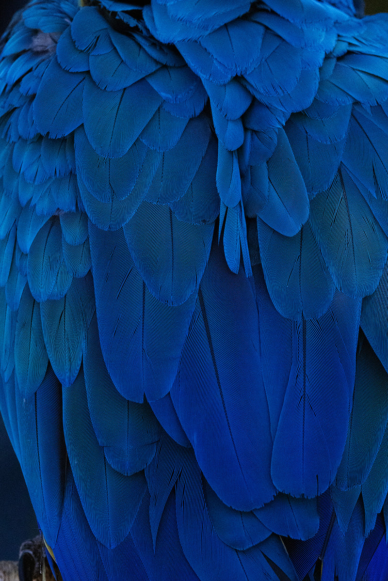 “Blue-and-yellow Macaw 1” ー堀谷 昇市