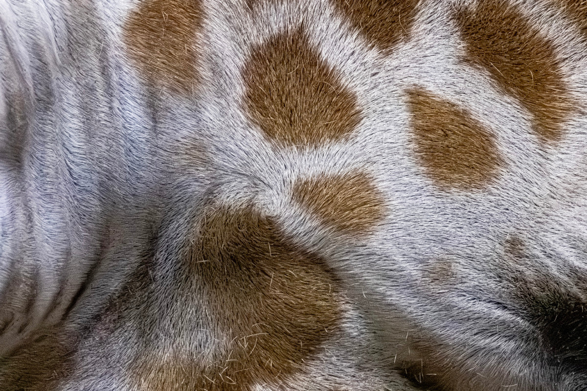 “Reticulated Giraffe 2” ー堀谷 昇市