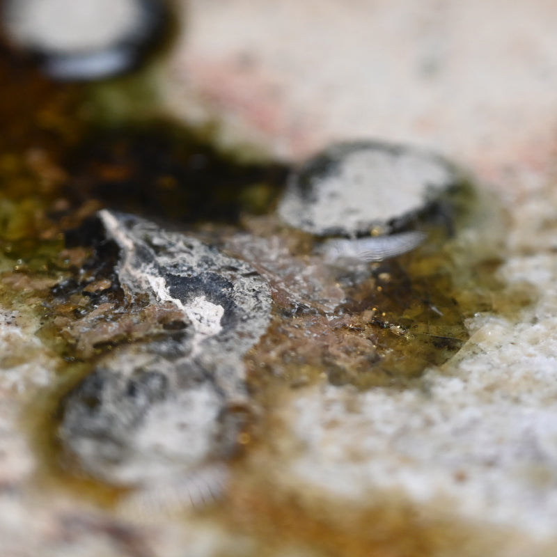 Dramatic Heavy Shigaraki Pottery Slab ー藤本 秀 "信楽 陶盤"