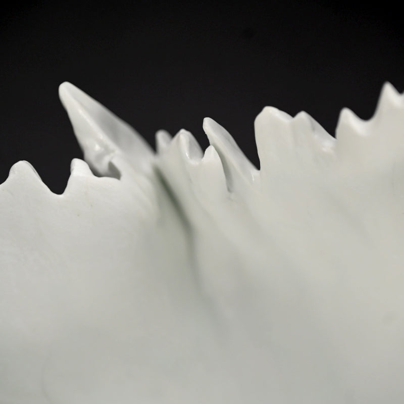 Contemporary Hakuji Porcelain Basin ー徳丸 鏡子 "白磁火焔紋 碗"