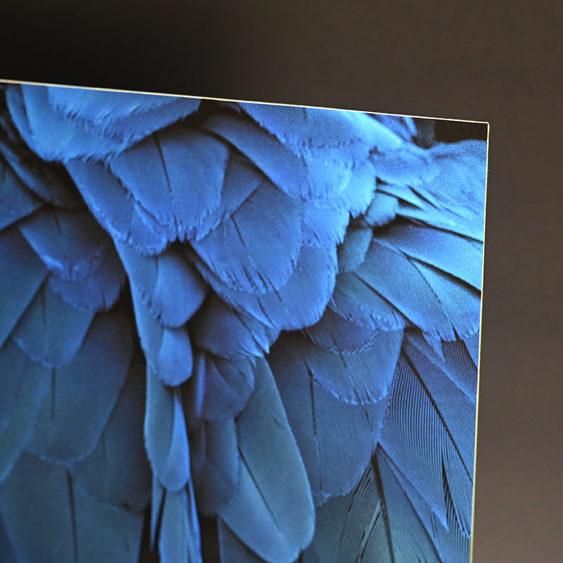 “Blue-and-yellow Macaw 1” ー堀谷 昇市