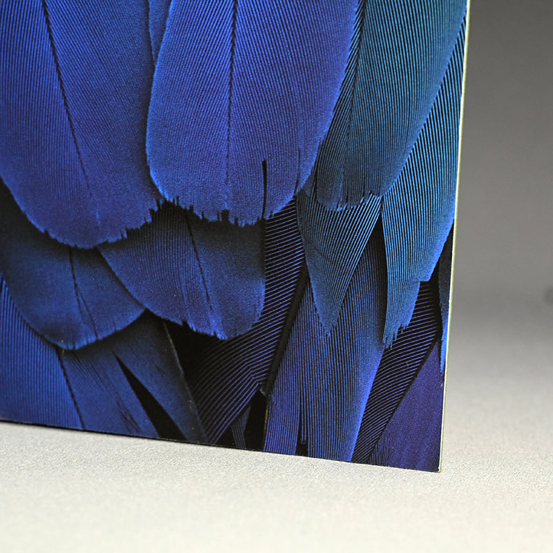 “Blue-and-yellow Macaw 1” ー堀谷 昇市