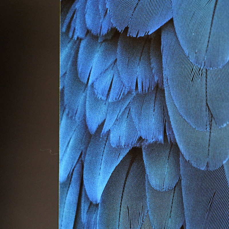 “Blue-and-yellow Macaw 1” ー堀谷 昇市