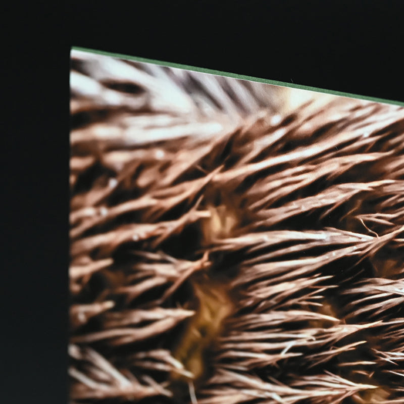 “Asian Small-clawed Otter 1” Limited Edition Photograph ー堀谷 昇市