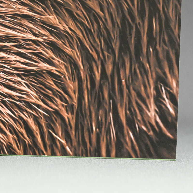 “Asian Small-clawed Otter 1” Limited Edition Photograph ー堀谷 昇市
