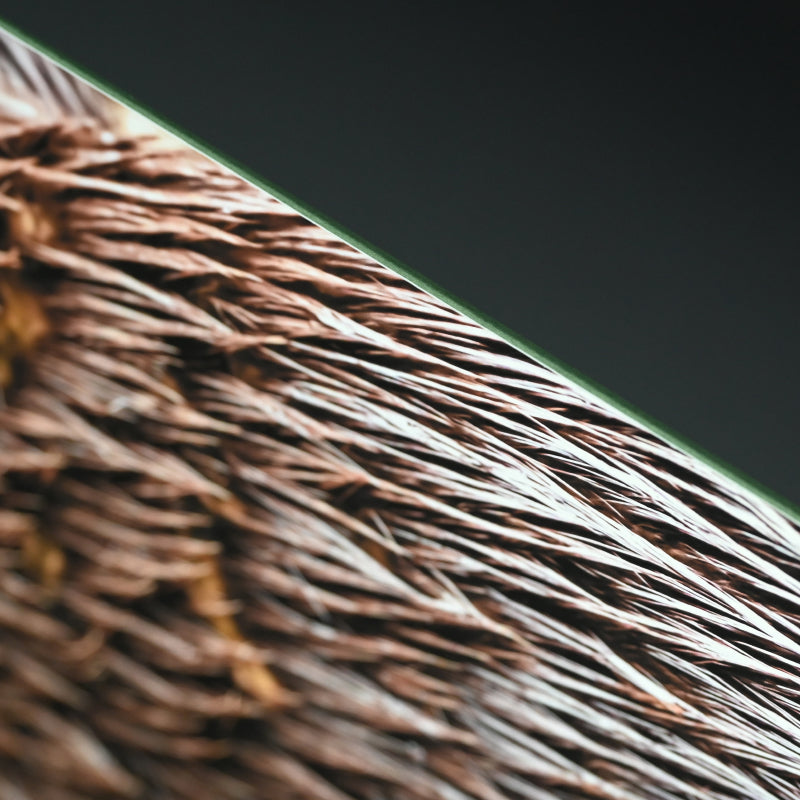 “Asian Small-clawed Otter 1” Limited Edition Photograph ー堀谷 昇市
