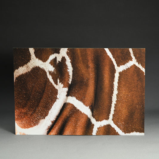 “Reticulated Giraffe 1” 堀谷 昇市