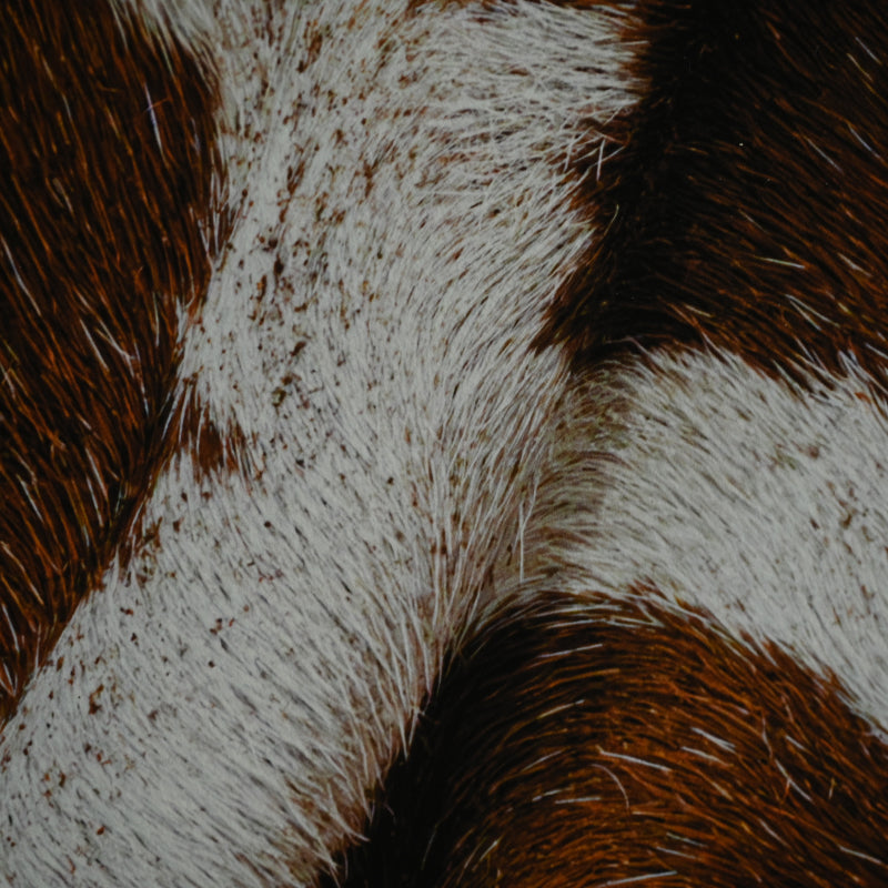 “Reticulated Giraffe 1” 堀谷 昇市