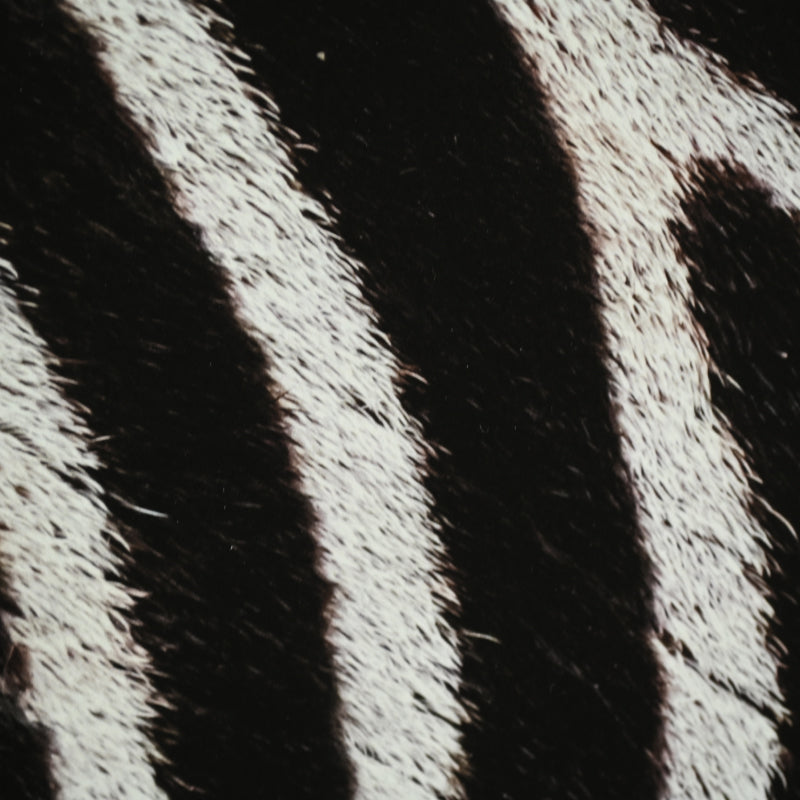 “Grant's Zebra 2” Contemporary Photograph ー堀谷 昇市