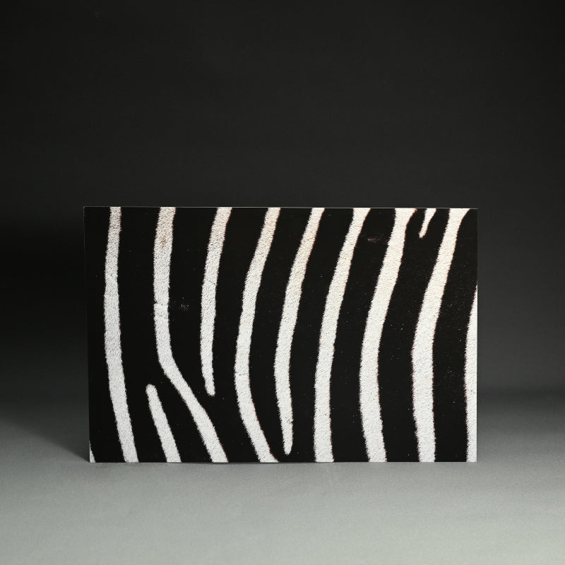 “Grant's Zebra 1” Photograph ー堀谷 昇市