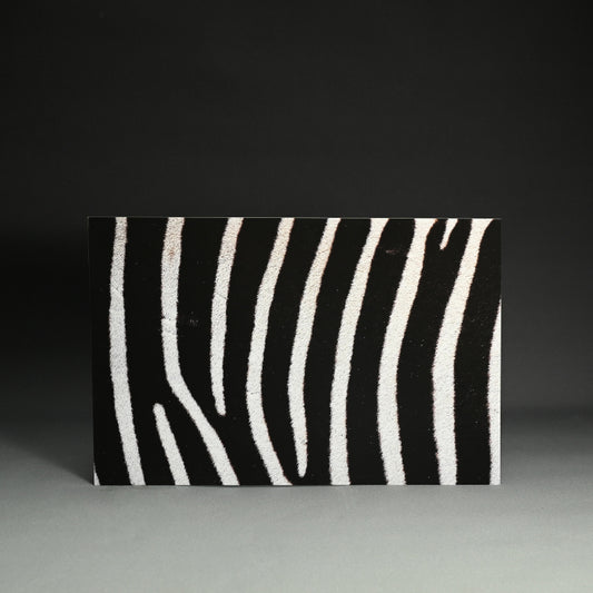 “Grant's Zebra 1” Photograph ー堀谷 昇市