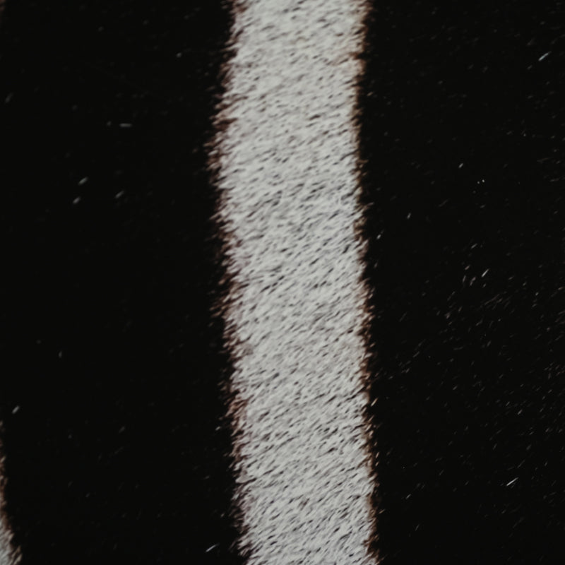 “Grant's Zebra 1” Photograph ー堀谷 昇市