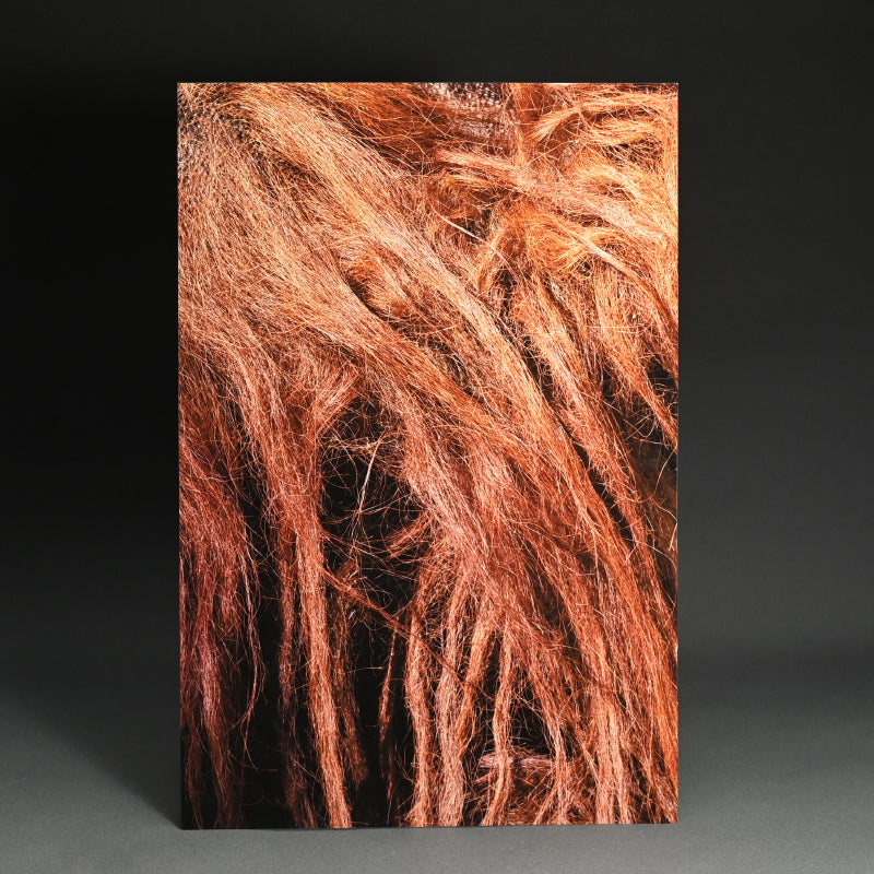 “Borneo Orangutan 1” Numbered Photograph ー堀谷 昇市
