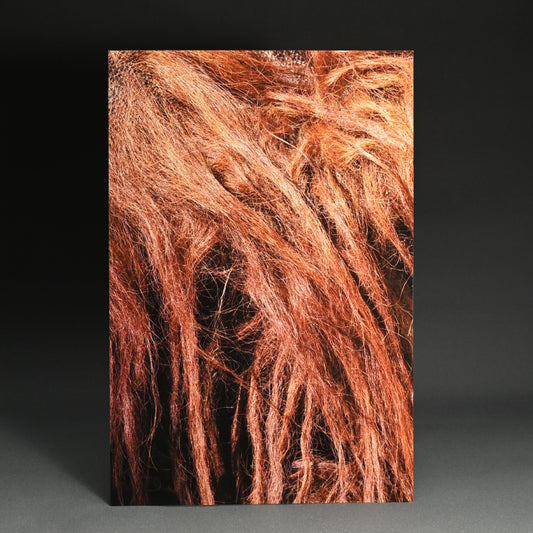 “Borneo Orangutan 1” Numbered Photograph ー堀谷 昇市