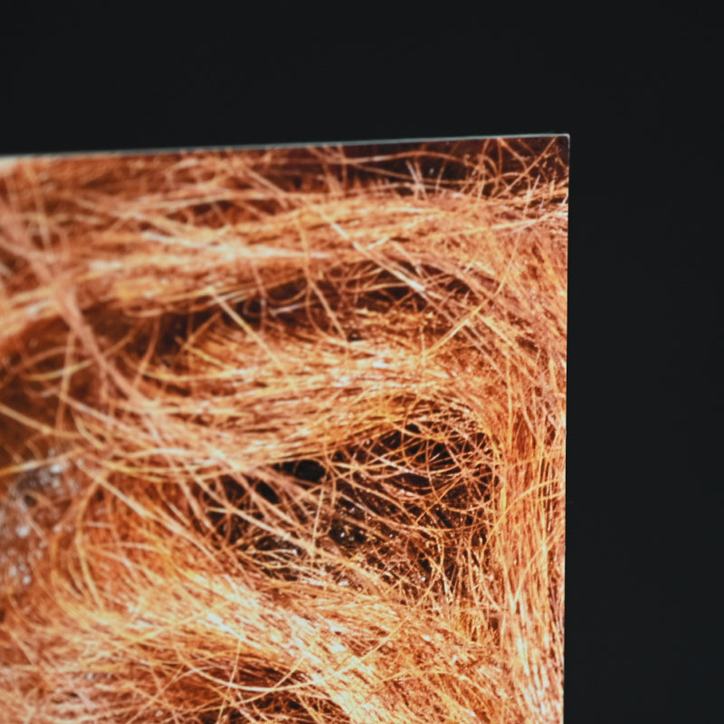 “Borneo Orangutan 1” Numbered Photograph ー堀谷 昇市