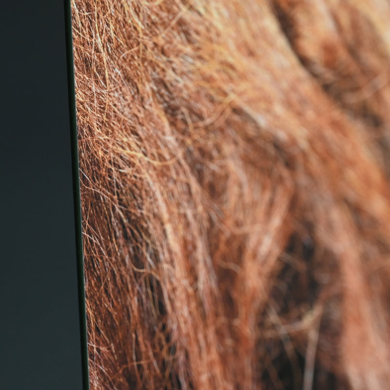 “Borneo Orangutan 1” Numbered Photograph ー堀谷 昇市