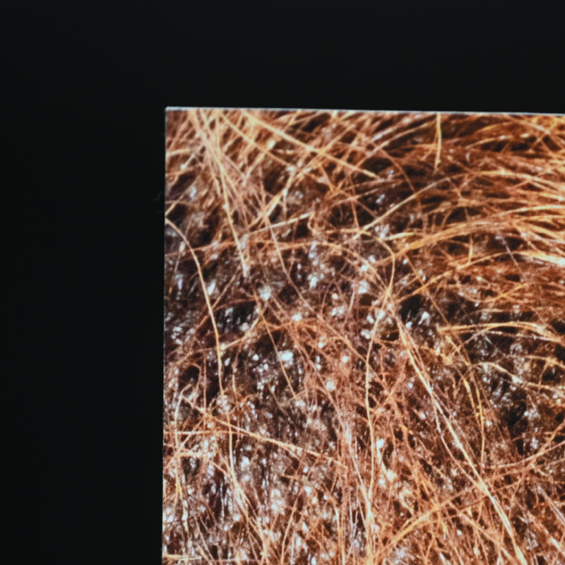 “Borneo Orangutan 1” Numbered Photograph ー堀谷 昇市