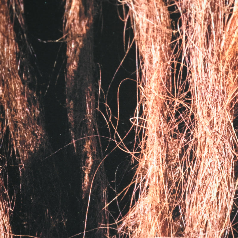 “Borneo Orangutan 1” Numbered Photograph ー堀谷 昇市