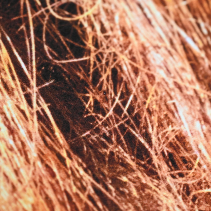 “Borneo Orangutan 1” Numbered Photograph ー堀谷 昇市