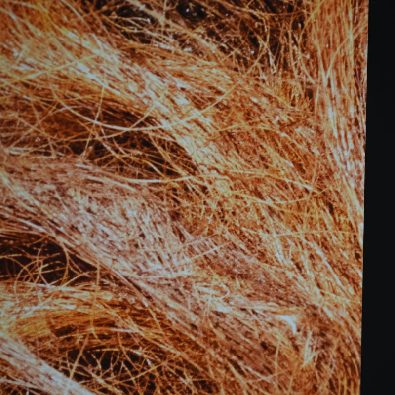 “Borneo Orangutan 1” Numbered Photograph ー堀谷 昇市