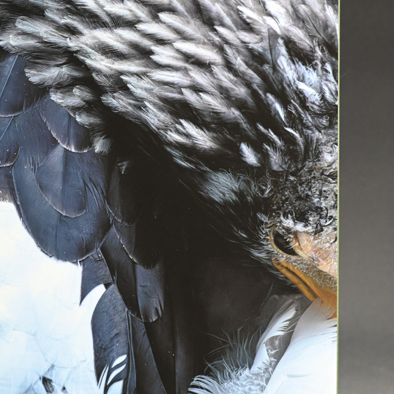 “Steller's Sea Eagle 1” Limited Edition Photograph ー堀谷 昇市
