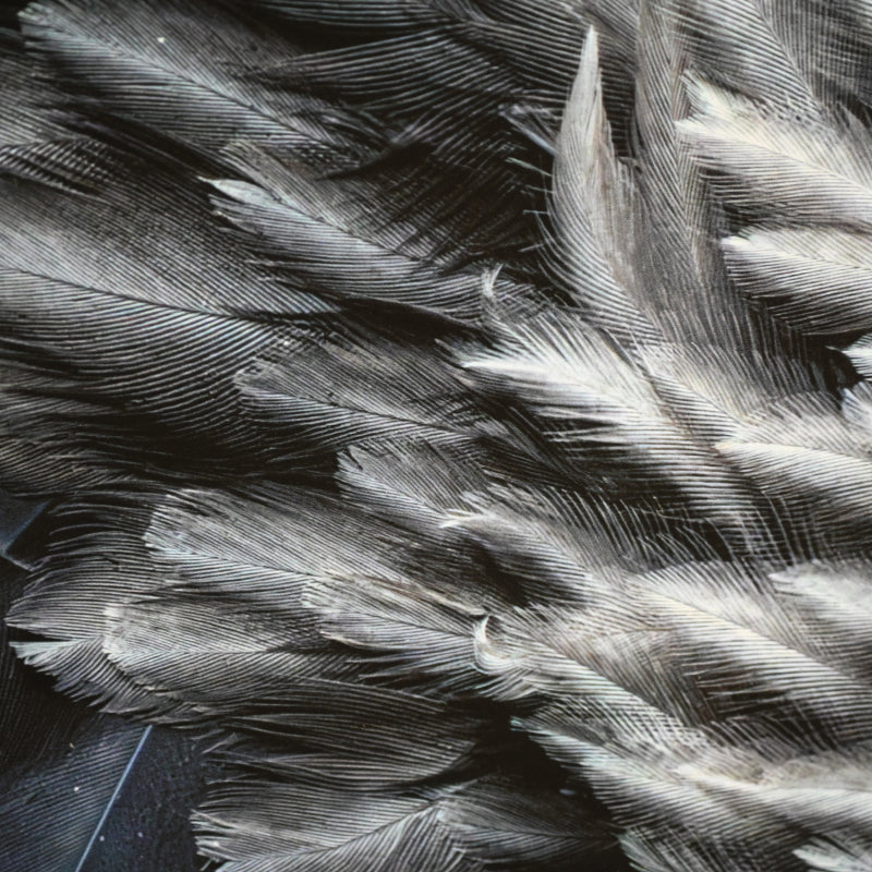 “Steller's Sea Eagle 1” Limited Edition Photograph ー堀谷 昇市