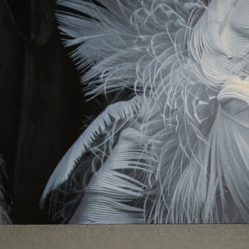 “Steller's Sea Eagle 1” Limited Edition Photograph ー堀谷 昇市