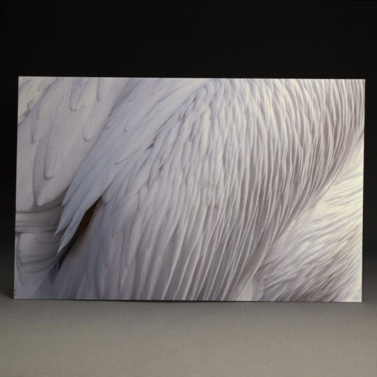 “Great White Pelican 1” Limited Photograph ー堀谷 昇市
