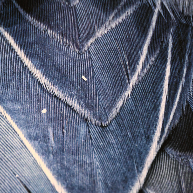 “Shoebill Stork 1” Limited Photograph ー堀谷 昇市