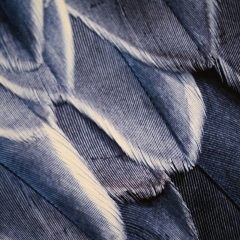 “Shoebill Stork 1” Limited Photograph ー堀谷 昇市