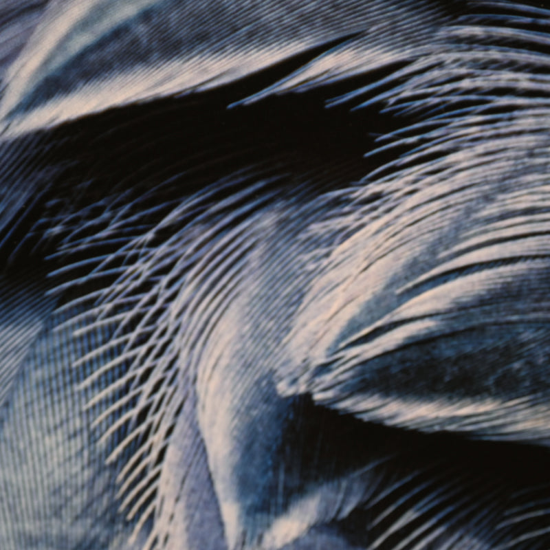 “Shoebill Stork 1” Limited Photograph ー堀谷 昇市
