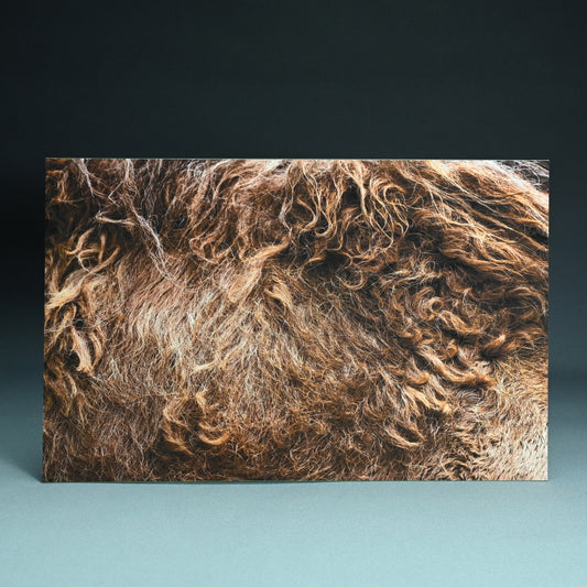 “Dromedary Camel 1”Photograph ー堀谷 昇市
