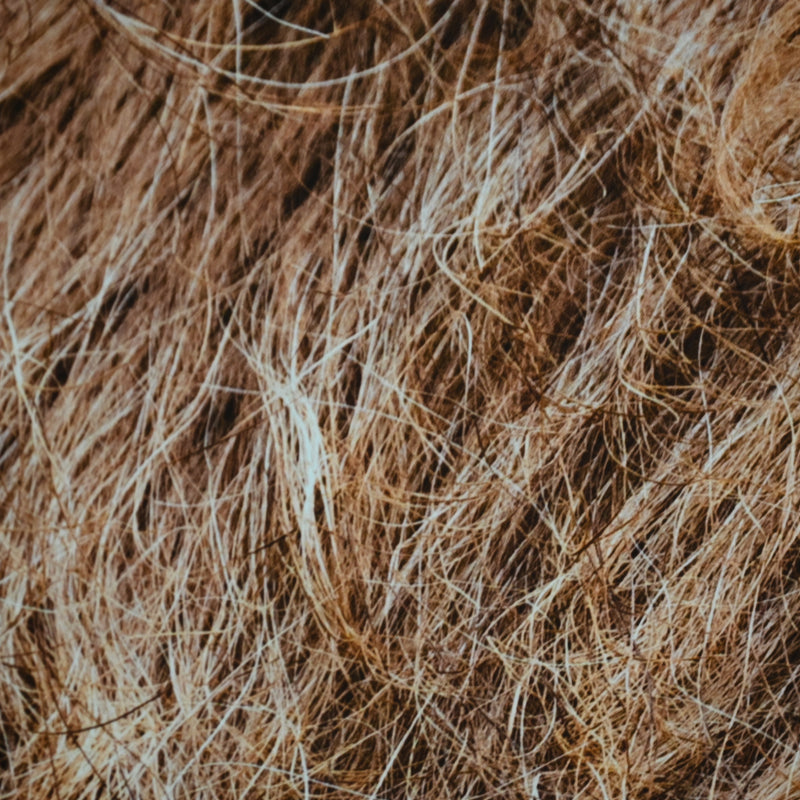 “Dromedary Camel 1”Photograph ー堀谷 昇市