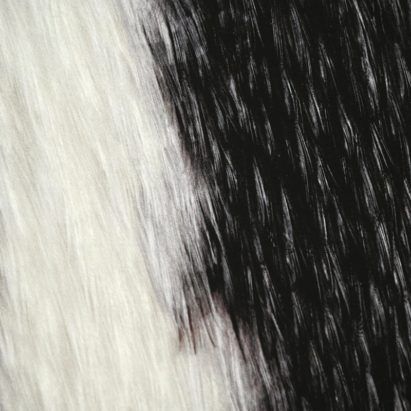 Mounted Photograph ー堀谷 昇市 “Jackass Penguin 1”