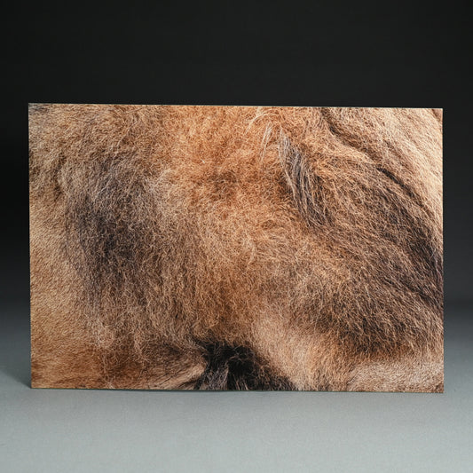 “Lion 1” Extreme Photograph ー堀谷 昇市