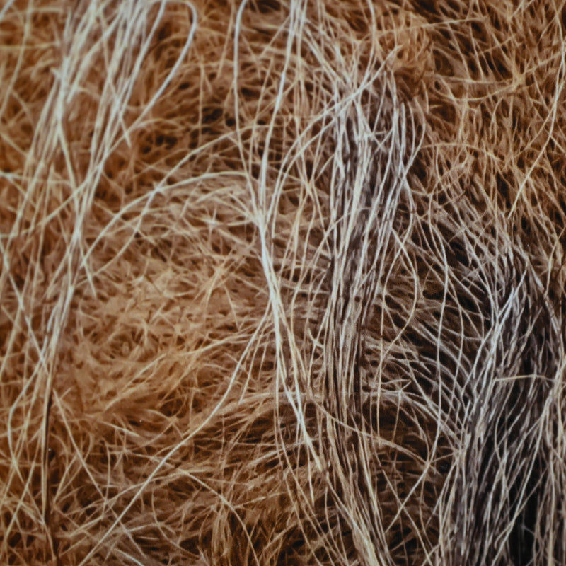 “Lion 1” Extreme Photograph ー堀谷 昇市