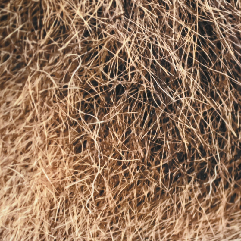 “Lion 1” Extreme Photograph ー堀谷 昇市