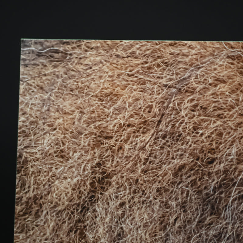 “Lion 1” Extreme Photograph ー堀谷 昇市