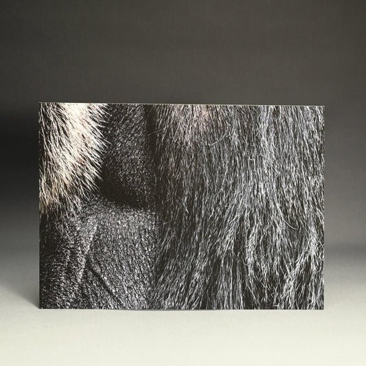 “Western Gorilla 1” Limited Edition Photograph ー堀谷 昇市