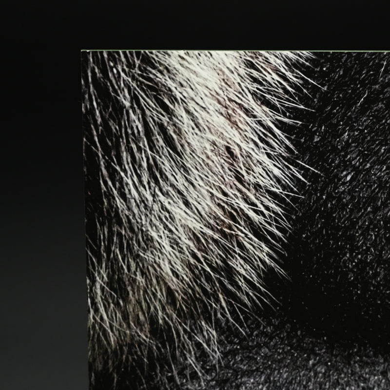 “Western Gorilla 1” Limited Edition Photograph ー堀谷 昇市