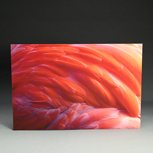 Contemporary Photograph ー堀谷 昇市 “Flamingo 1”