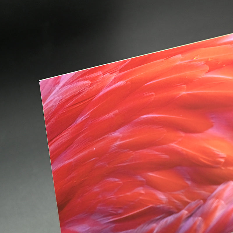 Contemporary Photograph ー堀谷 昇市 “Flamingo 1”