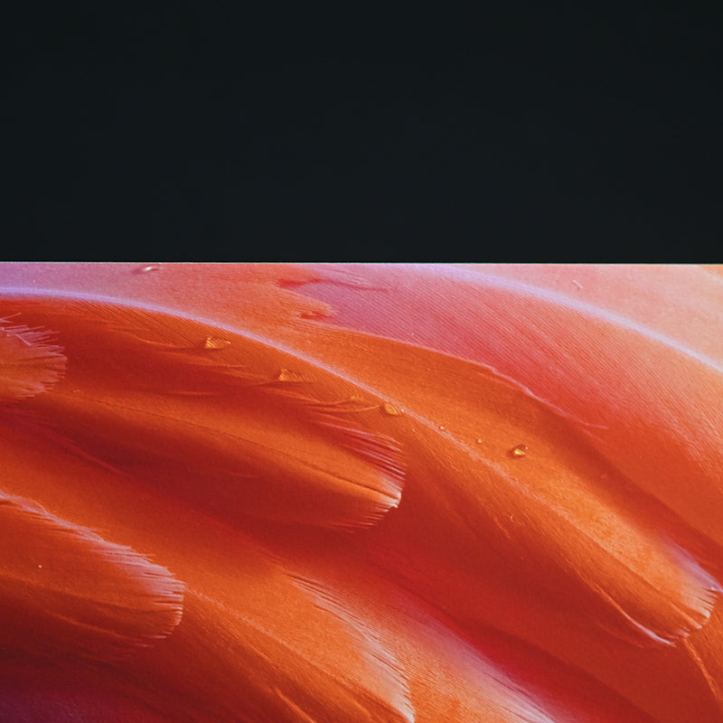 Contemporary Photograph ー堀谷 昇市 “Flamingo 1”