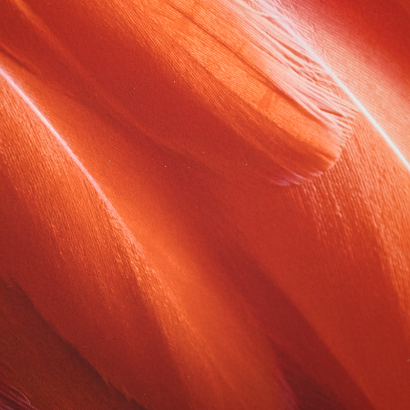 Contemporary Photograph ー堀谷 昇市 “Flamingo 1”