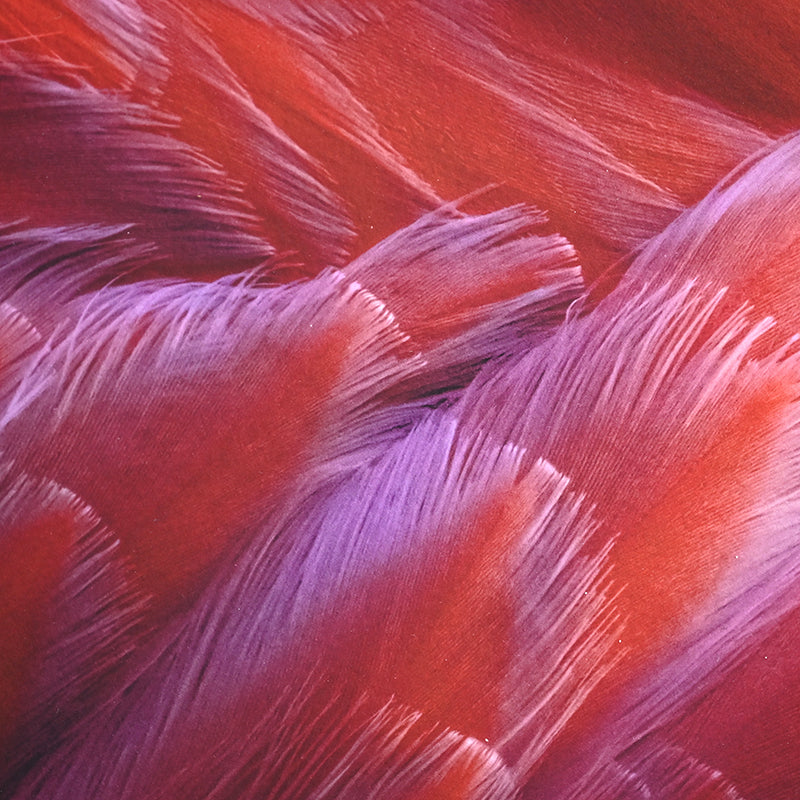 Contemporary Photograph ー堀谷 昇市 “Flamingo 1”