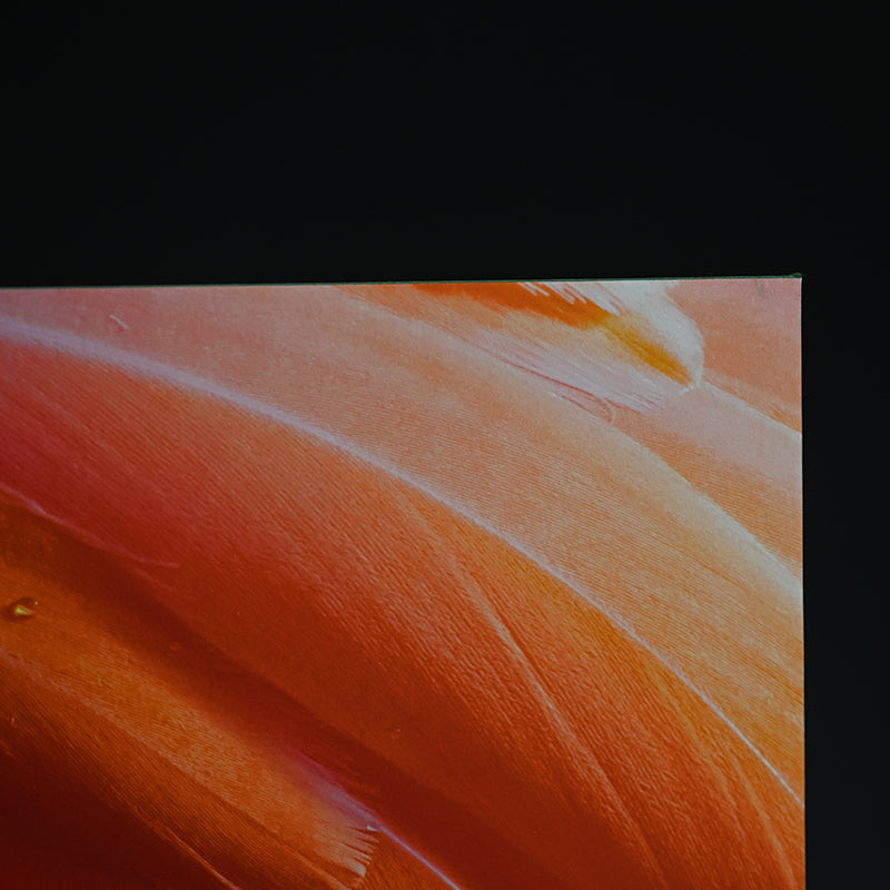 Contemporary Photograph ー堀谷 昇市 “Flamingo 1”
