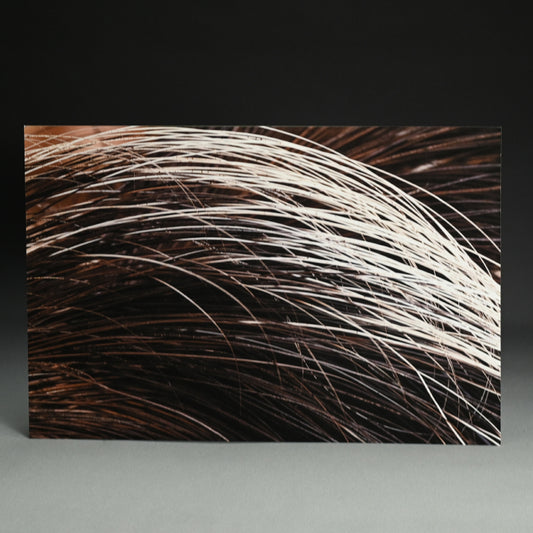 “Porcupine 1” Limited Edition Photograph ー堀谷 昇市