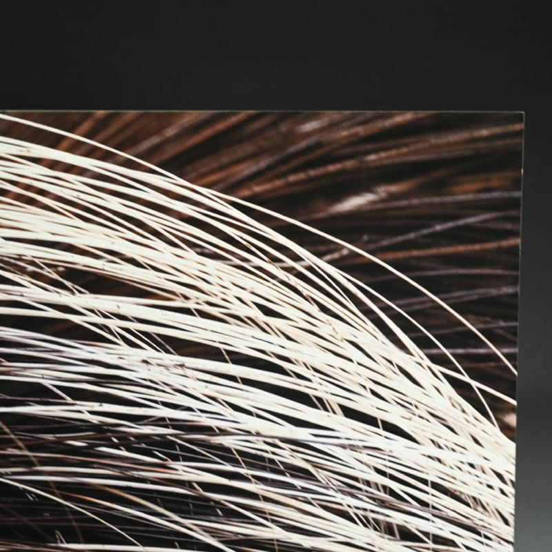 “Porcupine 1” Limited Edition Photograph ー堀谷 昇市