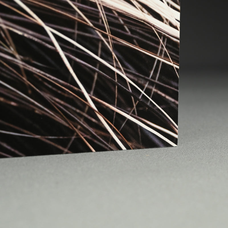 “Porcupine 1” Limited Edition Photograph ー堀谷 昇市