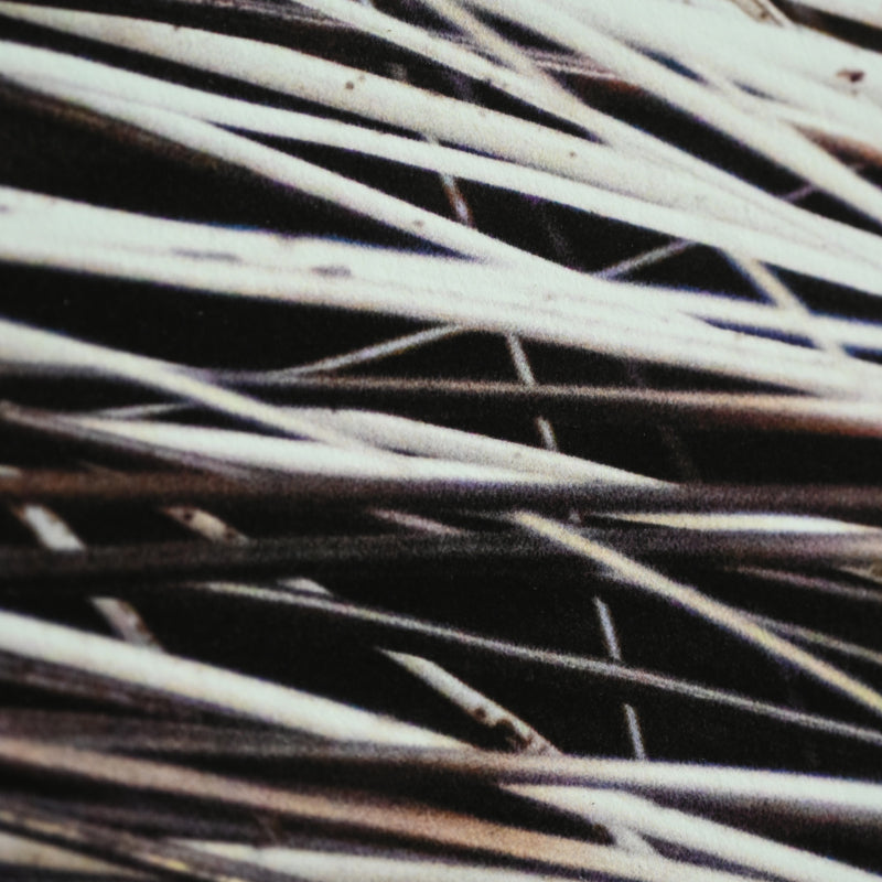 “Porcupine 1” Limited Edition Photograph ー堀谷 昇市